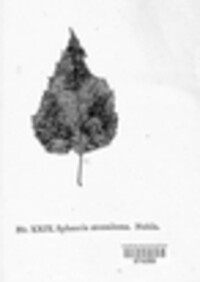 Image Associated With the Occurence